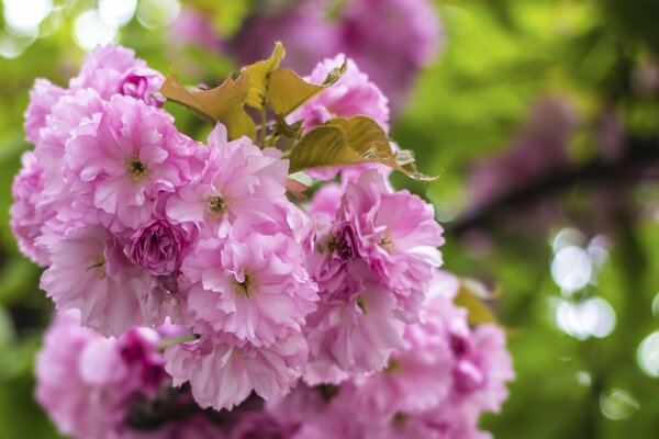 Hermosas flores en el fondo de la naturaleza