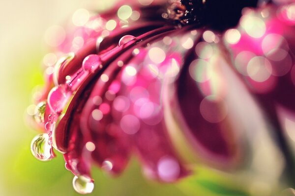 Gotas de orvalho brincando nas pétalas da flor do céu