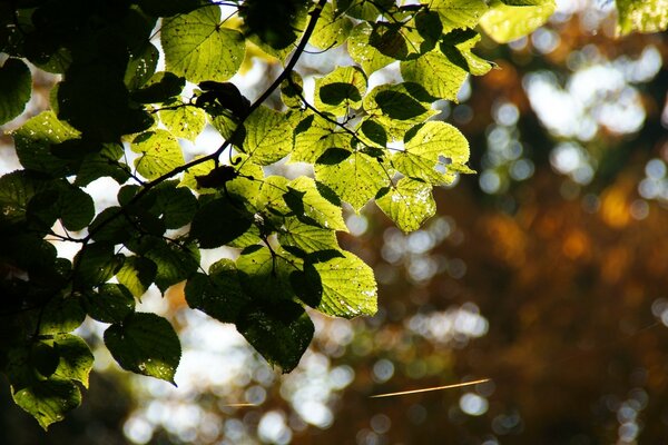 Green leaves are illuminated by the rays of the sun on a blurry background