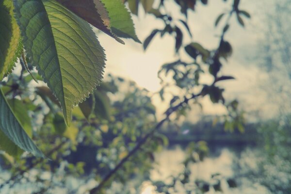 Green leaves against the background of bent branches over the water