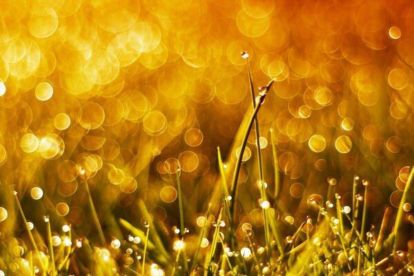 Herbe dorée dans la rosée du matin