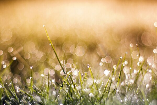 Grass and other plants on the image