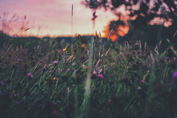 Flores sazonais no campo ao pôr do sol