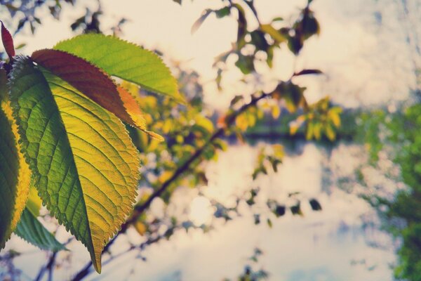 एक पत्ती के साथ फ्लोरा प्रकृति पेड़