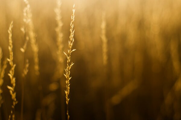 Trockenes Gras auf verschwommenem Feldhintergrund