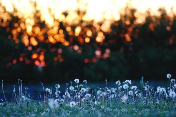 The pre-morning coolness of a summer meadow