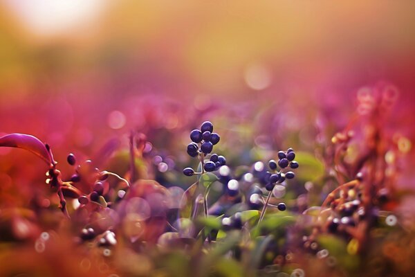 Blaue Beeren auf einem lila Hintergrund