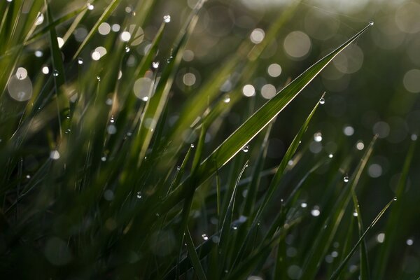 Tautropfen auf dem grünen, scharfen Gras