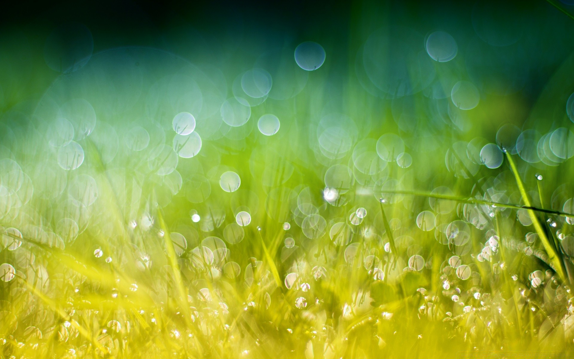 bokeh dew desktop drop rain nature bright color freshness grass flora summer clear garden light hayfield water lawn droplet wet vibrant