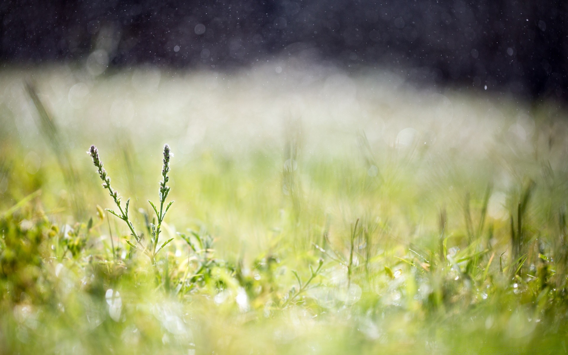 bokeh grass field sun nature hayfield summer fair weather outdoors landscape dawn lawn growth grassland blur rural garden flower flora farm