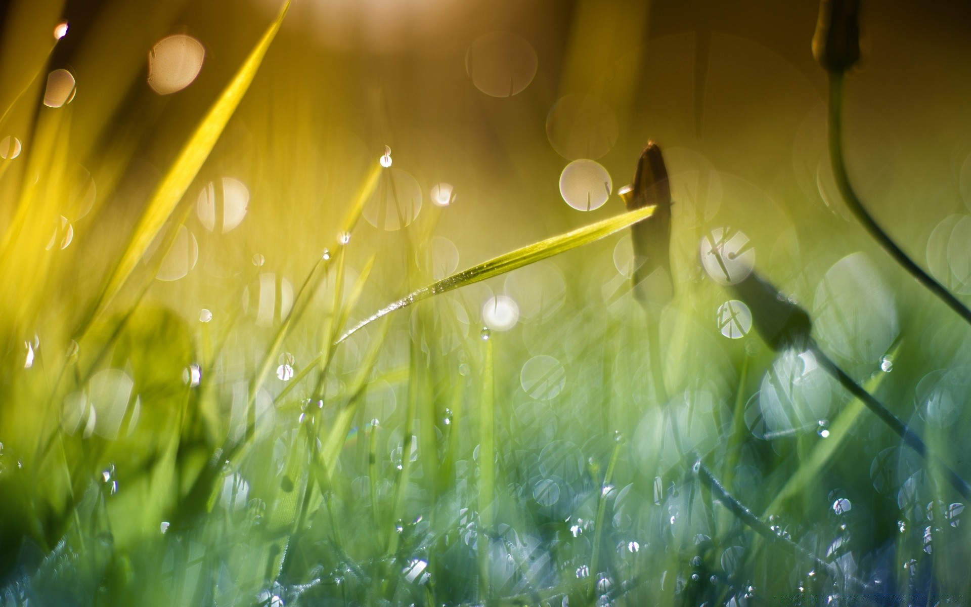 bokeh gras rasen heu flora garten sonne tau natur feld regen herbst sommer aufstieg dämmerung gutes wetter blatt üppig hell licht klinge