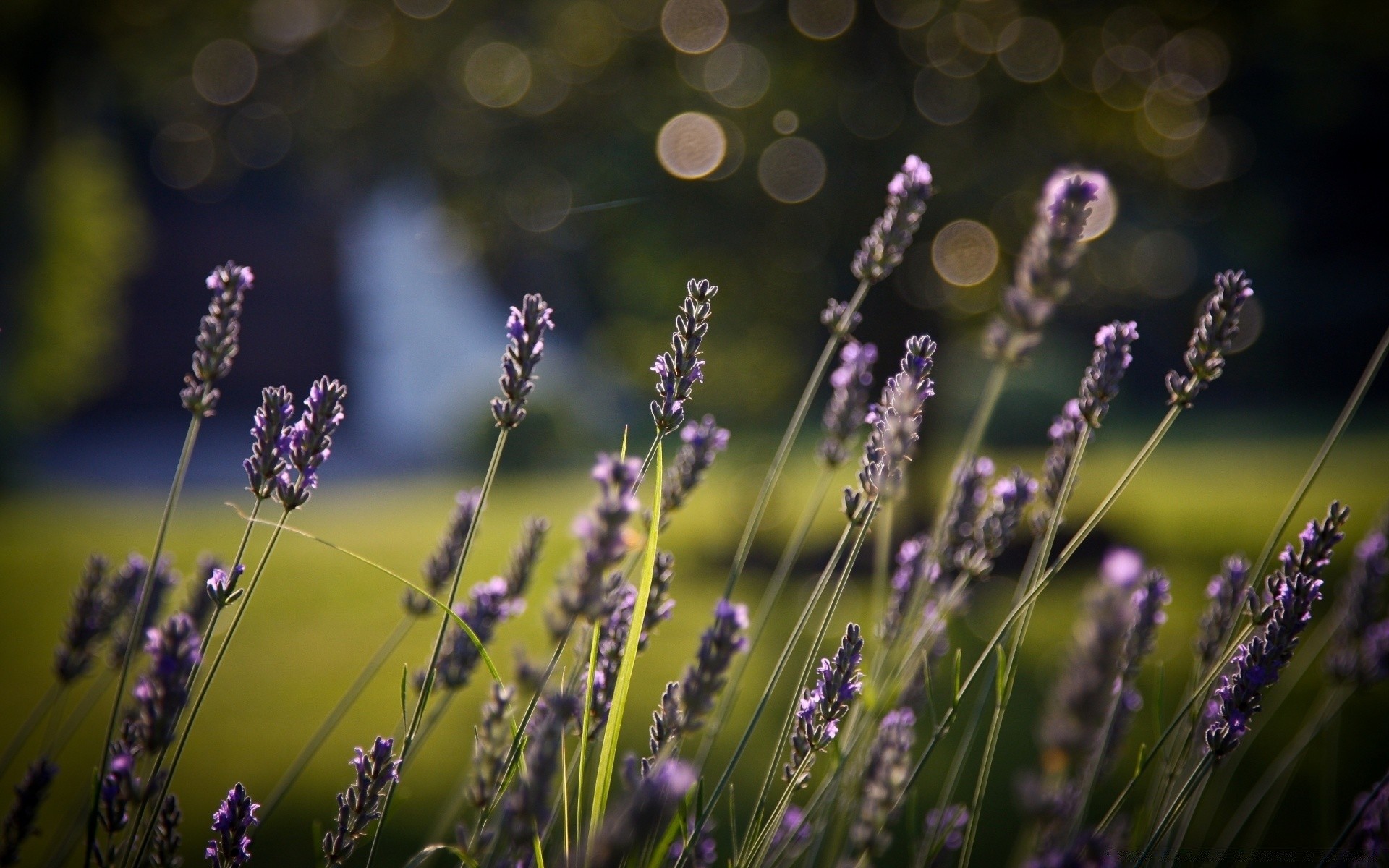 bokeh kwiat natura pole lawenda flora perfumy ogród lato dof kolor zbliżenie kwiatowy ziołowy violet