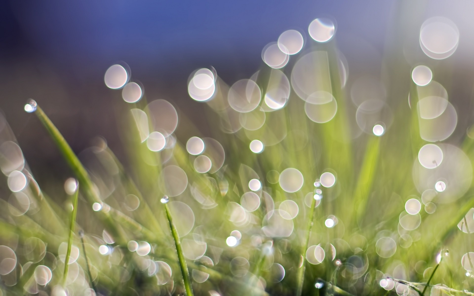 bokeh escritorio gota brillante lluvia color rocío luz flora resumen desenfoque brilla jardín naturaleza gotas hierba luminiscencia agua medio ambiente mojado césped