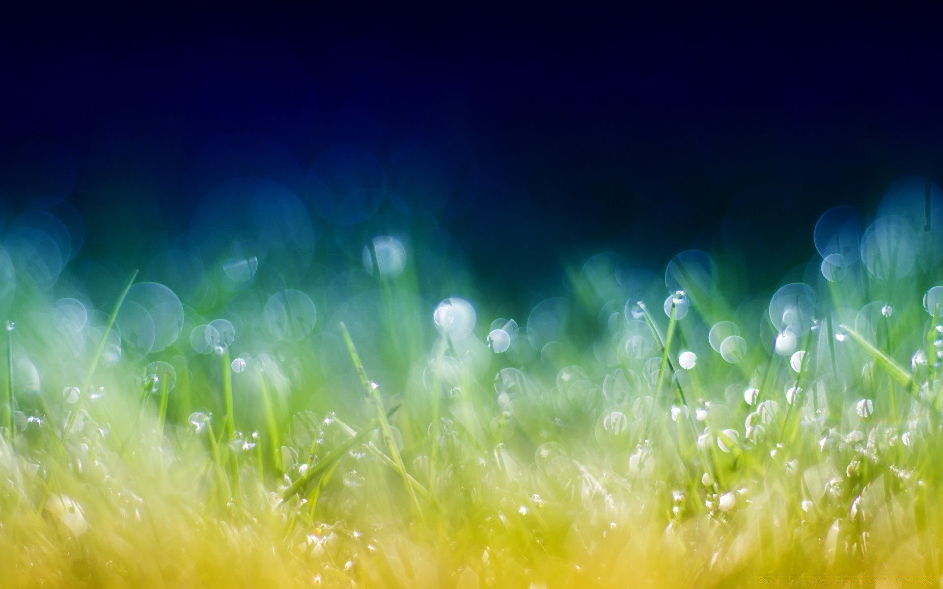 bokeh grass hayfield nature sun summer field desktop lawn flora bright color light season fair weather pasture garden