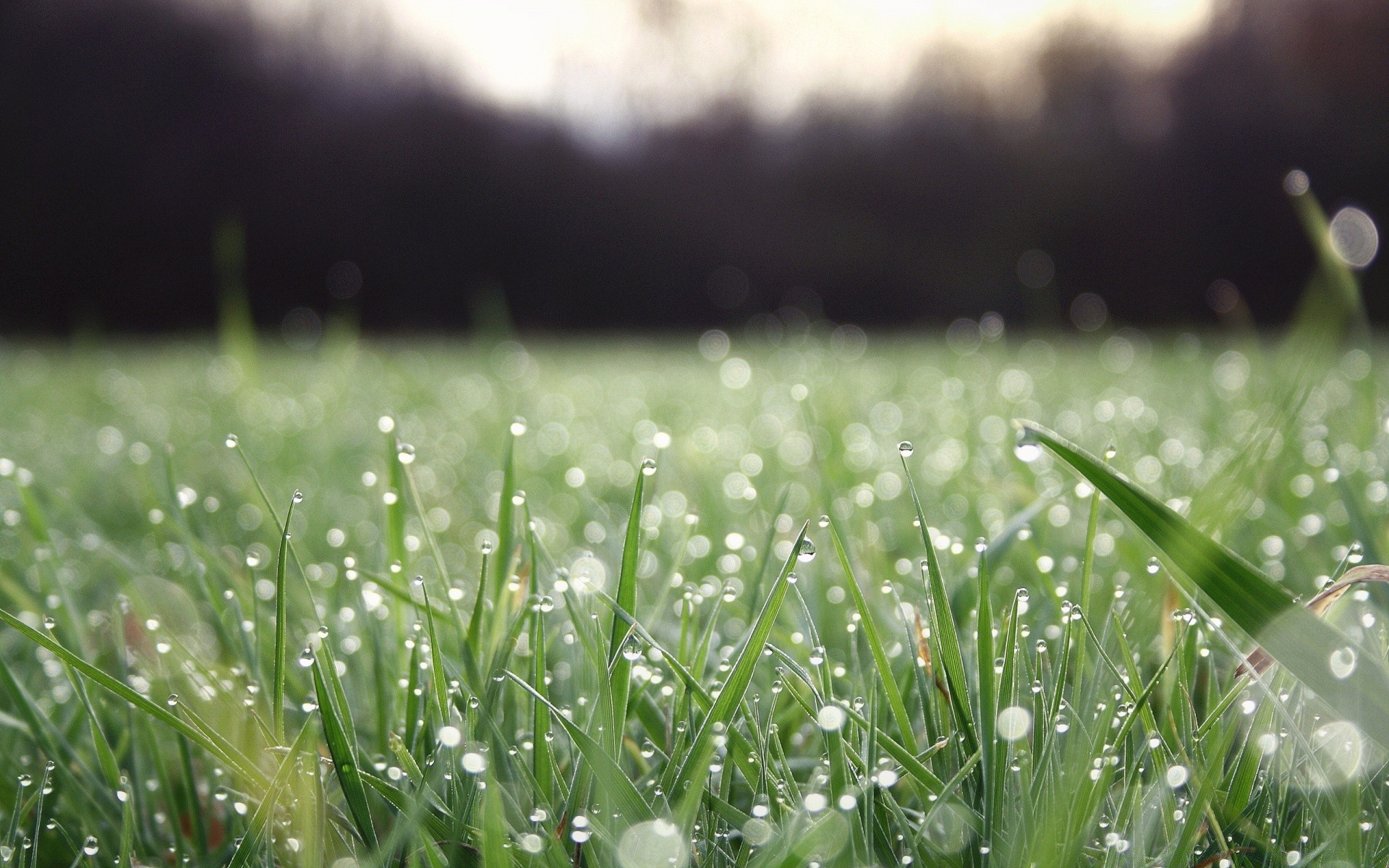 bokeh grass dew rain hayfield lawn dawn drop field nature flora growth summer leaf sun garden fair weather environment rural lush freshness