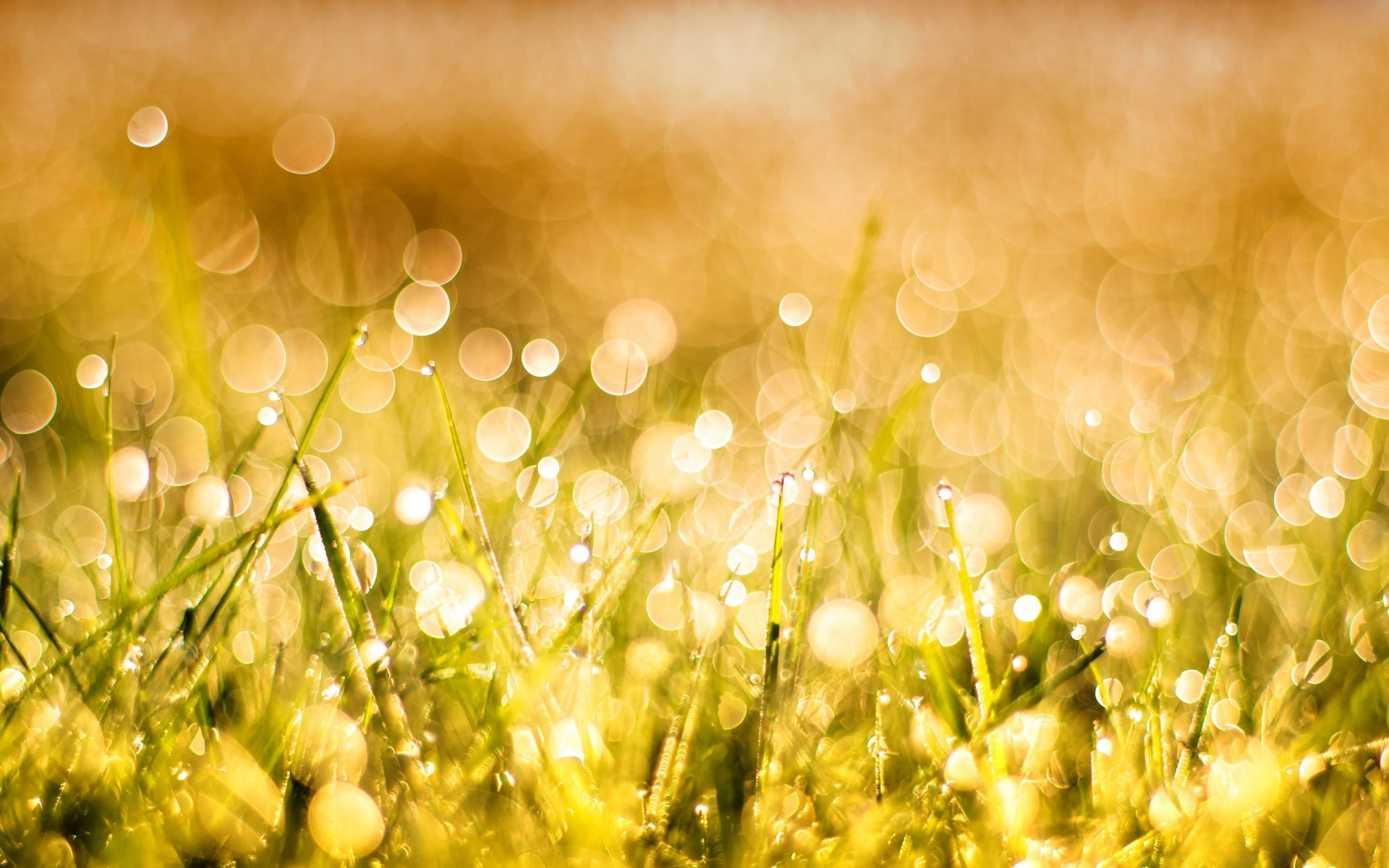 bokeh saison farbe feld natur gras desktop heuhaufen unschärfe sonne gold hell sommer lumineszenz gutes wetter flora weihnachten garten sonnig licht