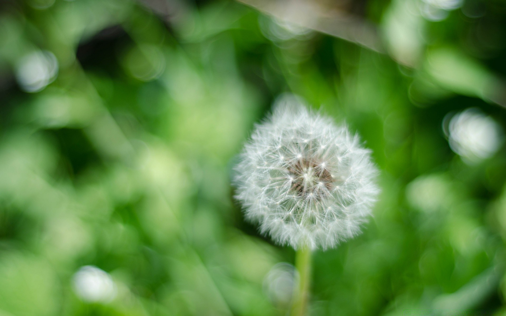 bokeh flora nature growth summer leaf garden bright flower close-up blur grass color environment dandelion season