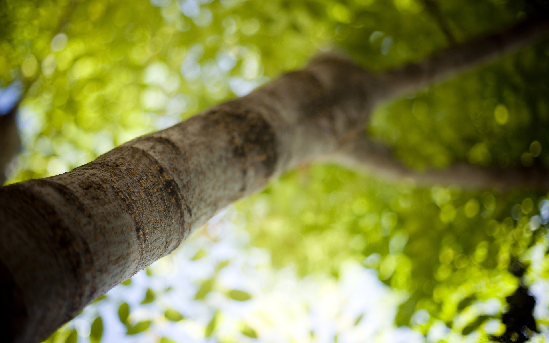 bokeh doğa yaprak ağaç ahşap flora masaüstü bahçe renk yakın çekim ortamlar