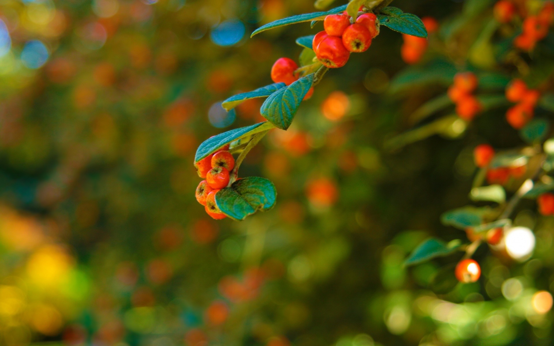 bokeh natura liść drzewo jasny lato kolor oddział owoce rozmycie na zewnątrz flora ogród boże narodzenie