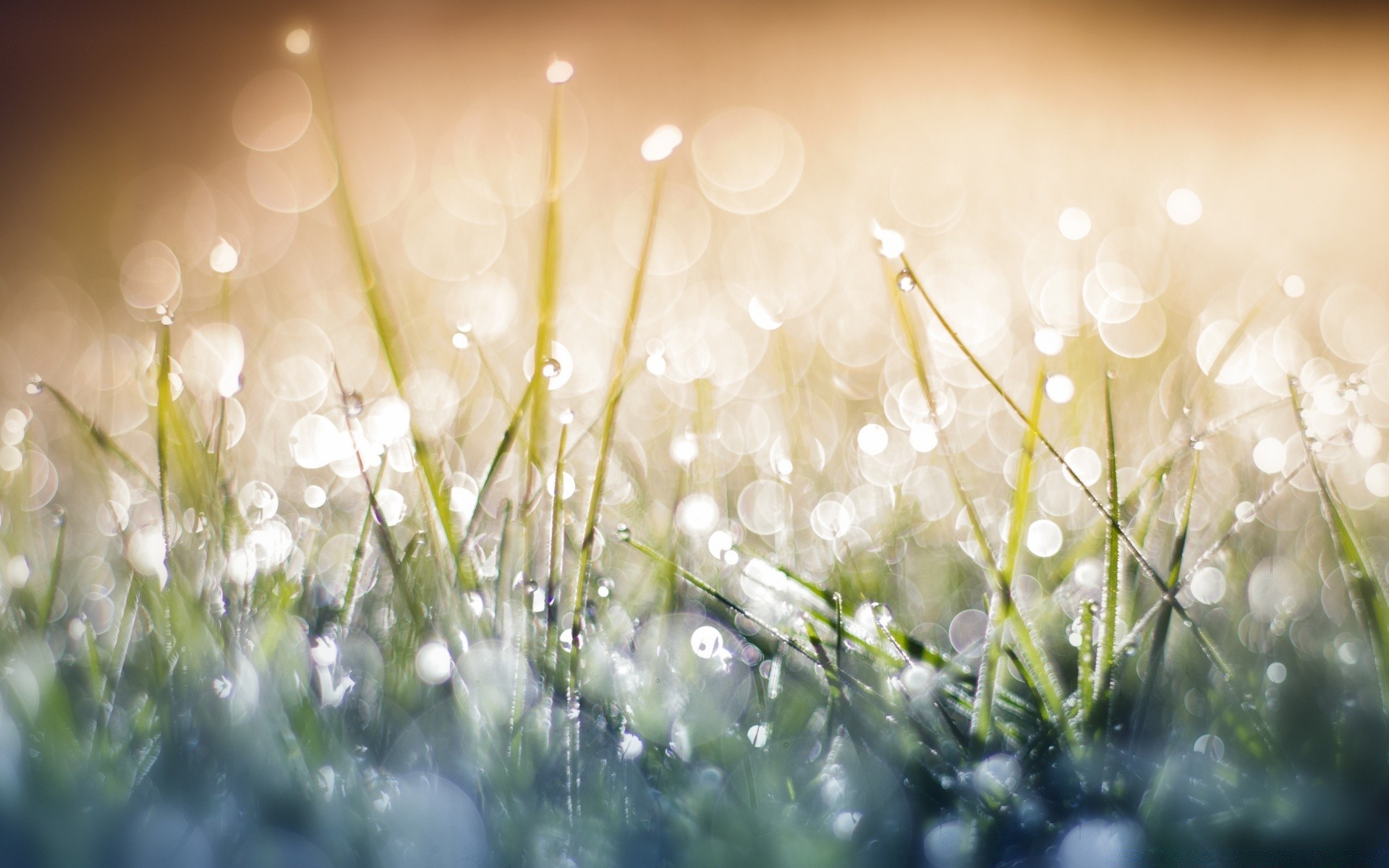 bokeh grass hayfield nature field season dawn blur sun bright winter summer lawn flora fair weather color christmas dof dew garden desktop