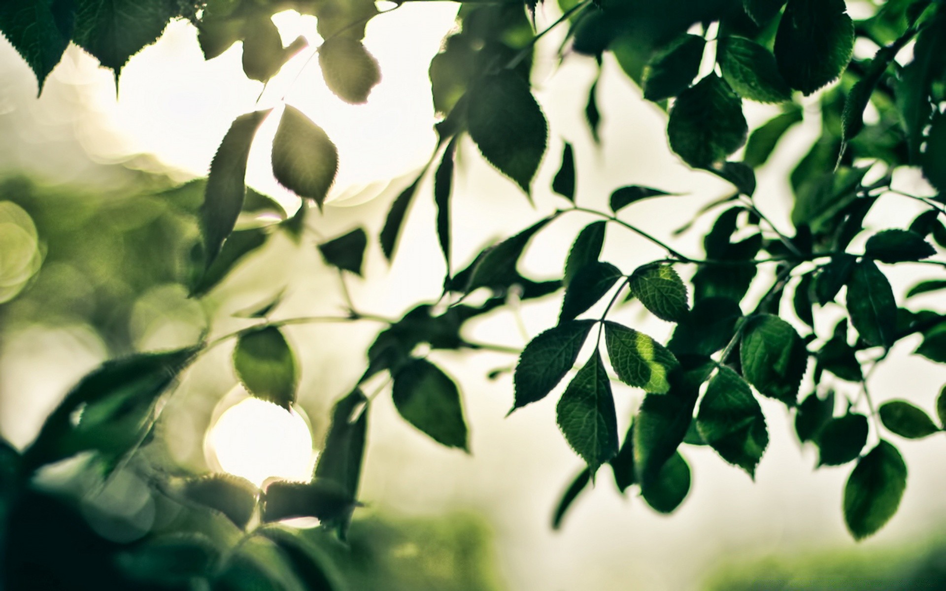 bokeh leaf nature flora growth garden tree desktop summer blur branch lush bright color