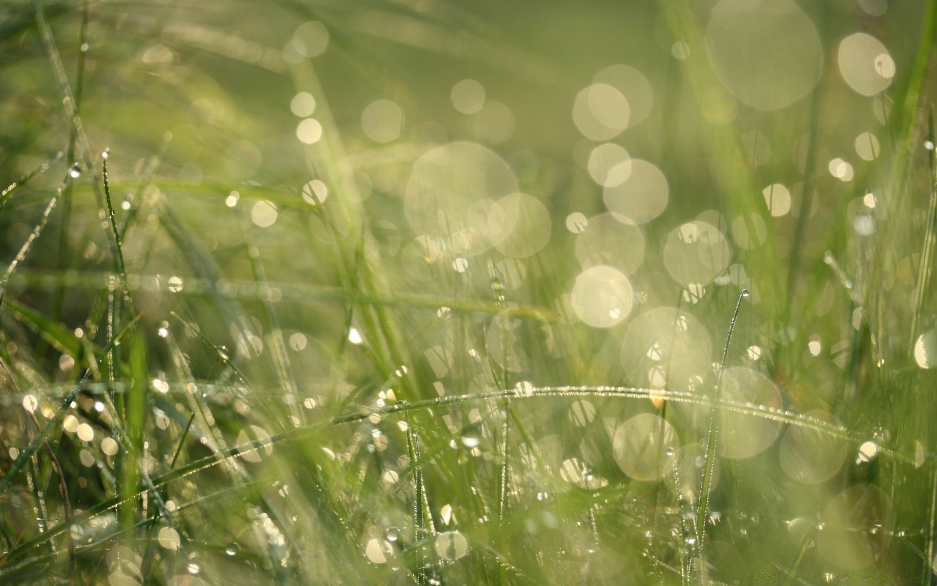 bokeh rugiada pioggia caduta erba flora natura giardino foglia alba prato purezza estate crescita ambiente lussureggiante freschezza bagnato fieno gocce luminoso