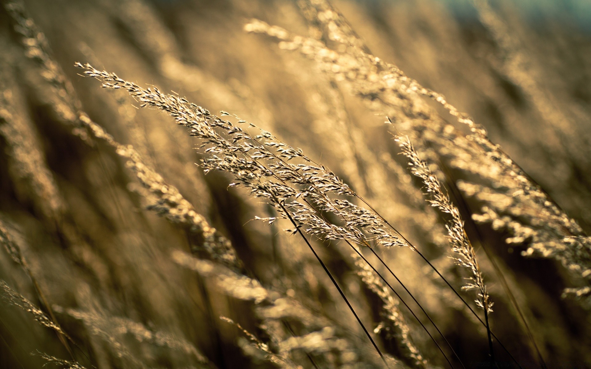 bokeh naturaleza sol puesta de sol cielo cereales campo monocromo trigo oro paisaje amanecer buen tiempo granja paja playa rural verano al aire libre maíz