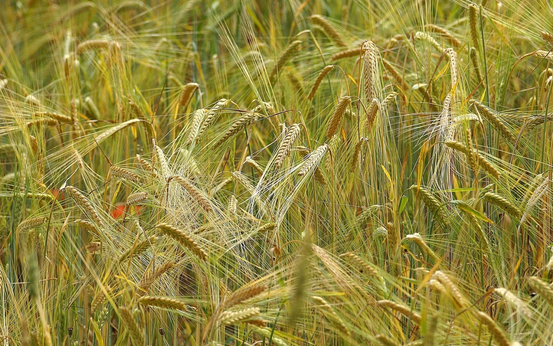 bokeh céréales rural blé pâturage paille champ récolte graines pain ferme or agriculture maïs croissance campagne pays été herbe nature