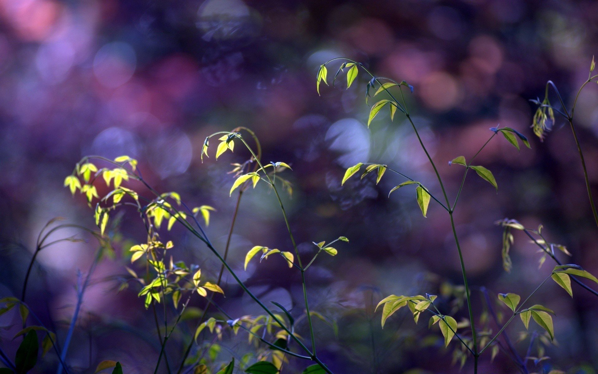 bokeh giardino flora natura foglia fiore di colore di estate crescita stagione desktop parco di legno albero luminoso ambiente di luce bella sole all aperto