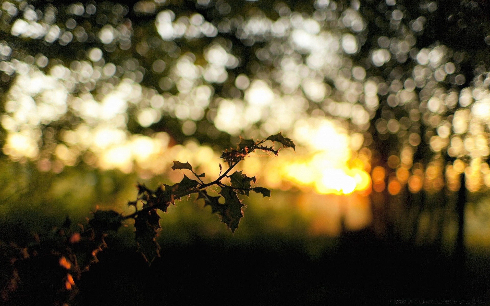 bokeh bulanıklık ağaç manzara güneş ışık günbatımı odak renk dof soyut şafak yaprak mezarlık sonbahar çiçek doğa