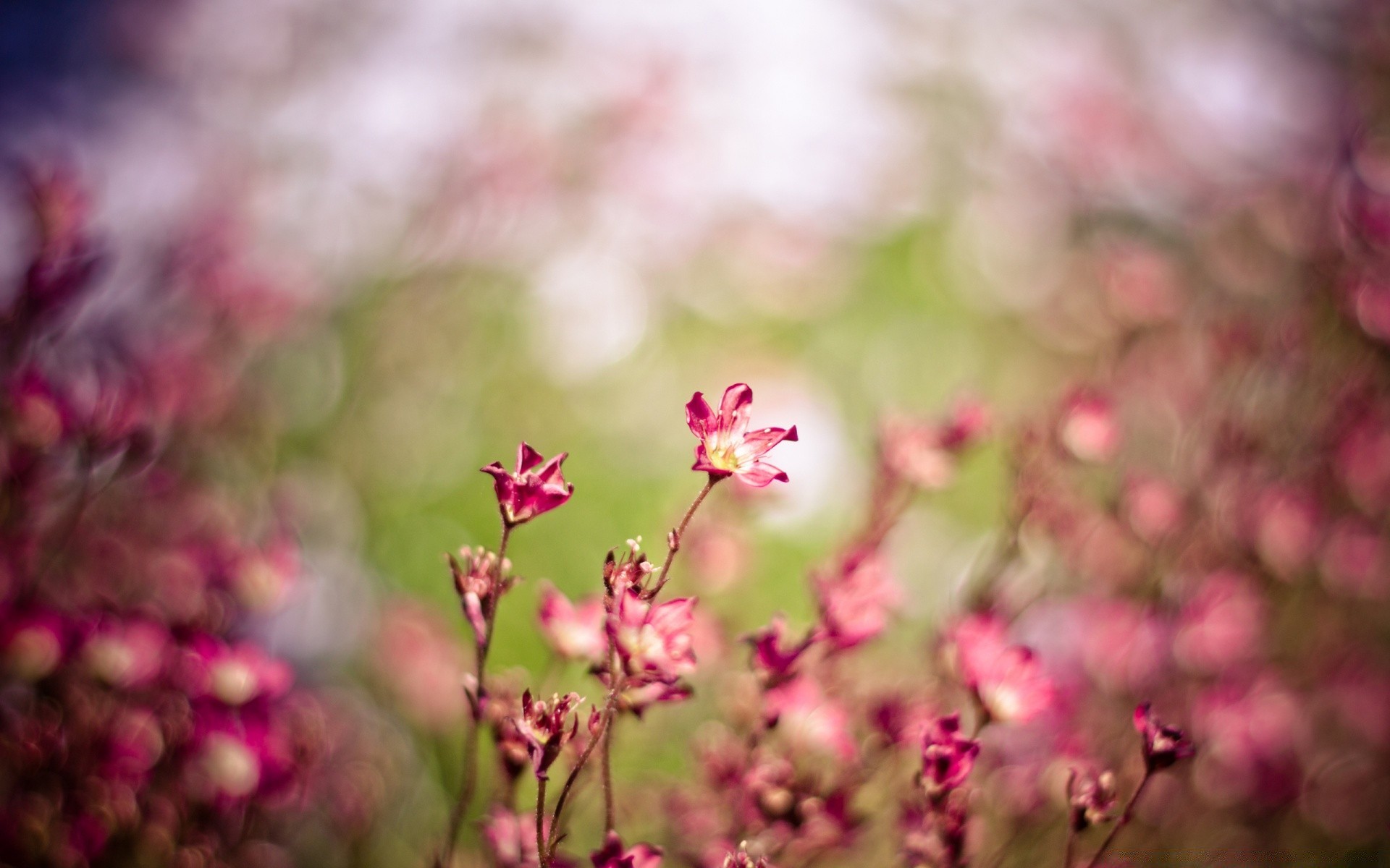 bokeh fiore natura flora estate giardino foglia di colore all aperto vivid bloom campo floreale crescita petalo erba bel tempo stagione parco