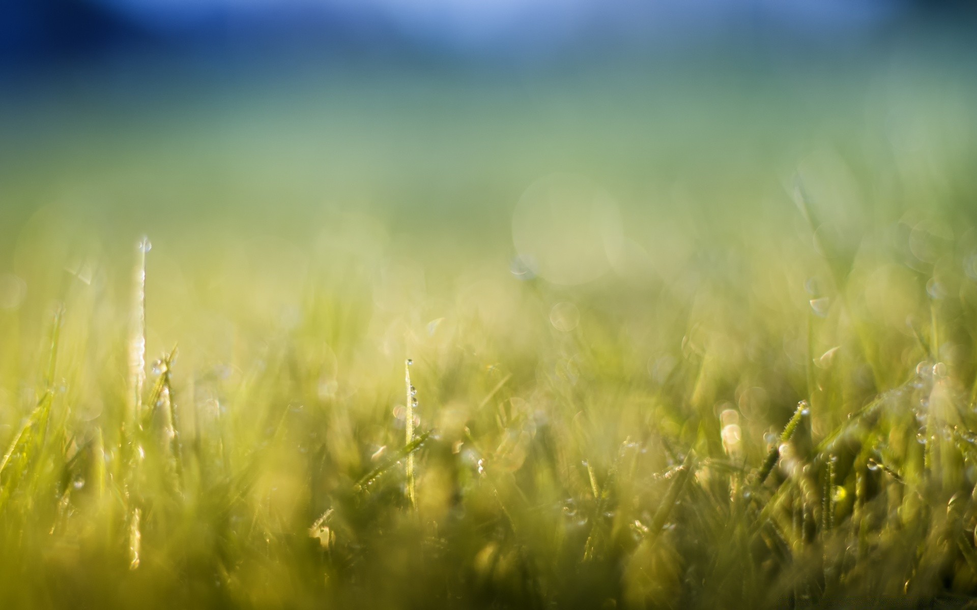 bokeh herbe soleil champ foin été nature rural pelouse croissance beau temps pâturage aube flore ferme jardin campagne feuille paysage luxuriante pays