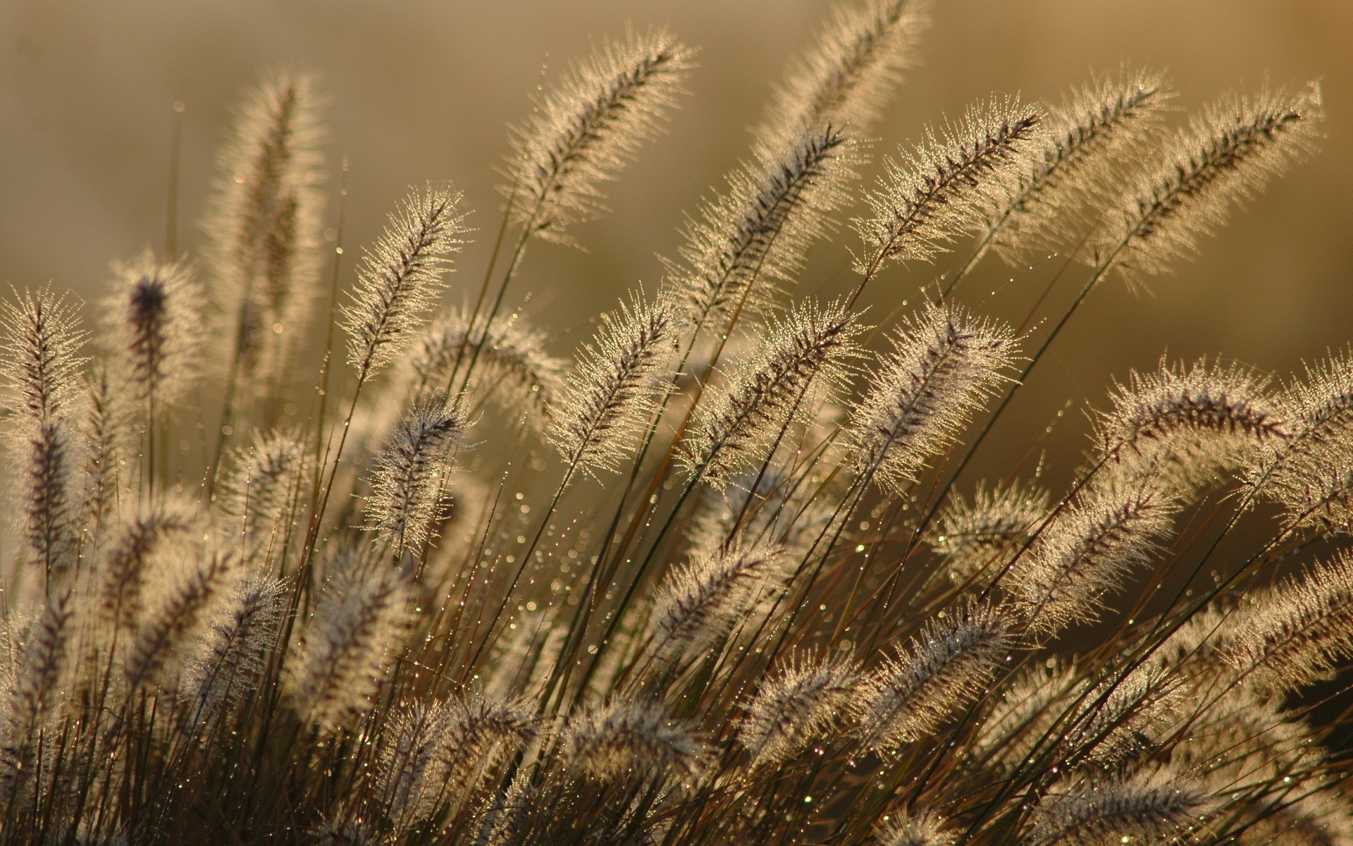 bokeh natura estate primo piano crescita flora luminoso campo all aperto erba