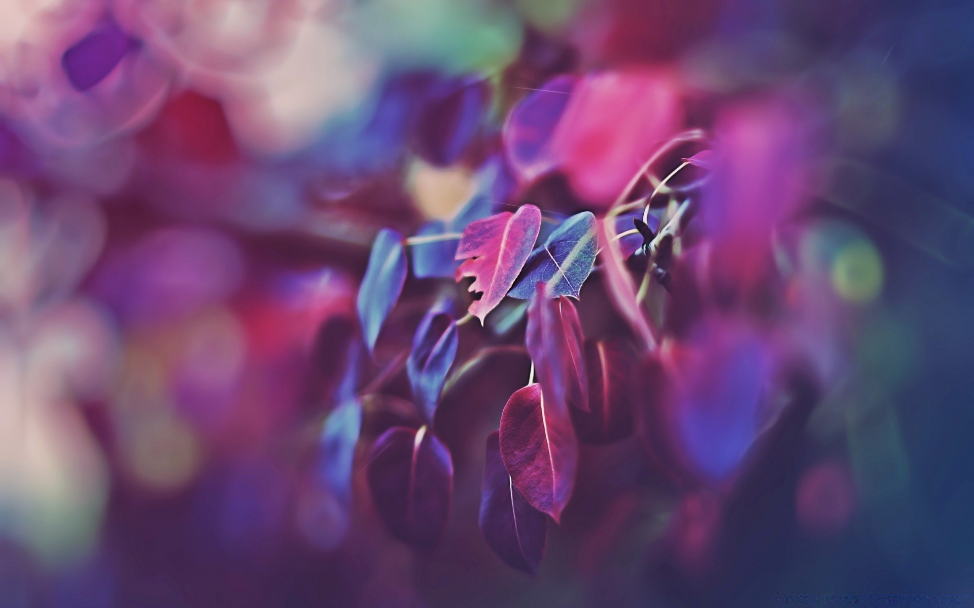 bokeh color blur bright nature desktop abstract beautiful flower light flora