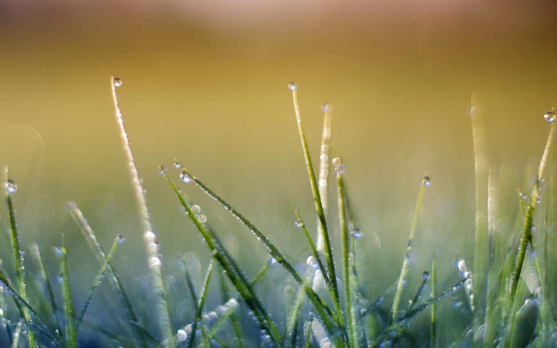 bokeh hierba amanecer rocío naturaleza sol hoja lluvia verano crecimiento buen tiempo jardín flora césped campo heno caída desenfoque al aire libre dof