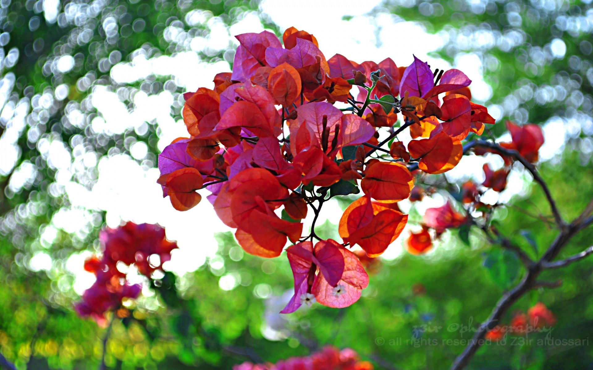 bokeh nature leaf garden flora flower tree branch summer season bright color growth park blooming fair weather floral outdoors petal