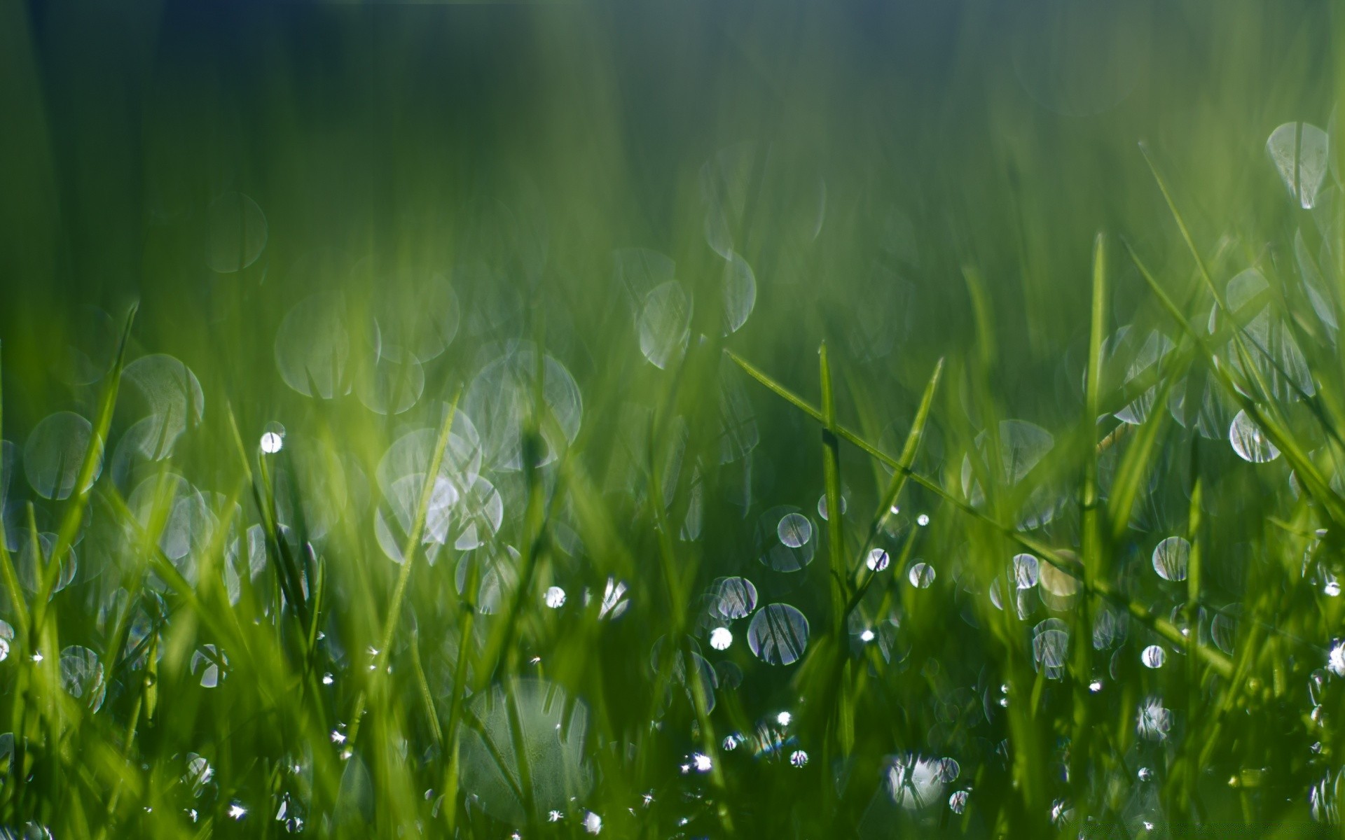 bokeh rosée herbe pelouse foin luxuriante chute jardin flore pluie champ croissance feuille soleil été nature beau temps aube clair lame fraîcheur