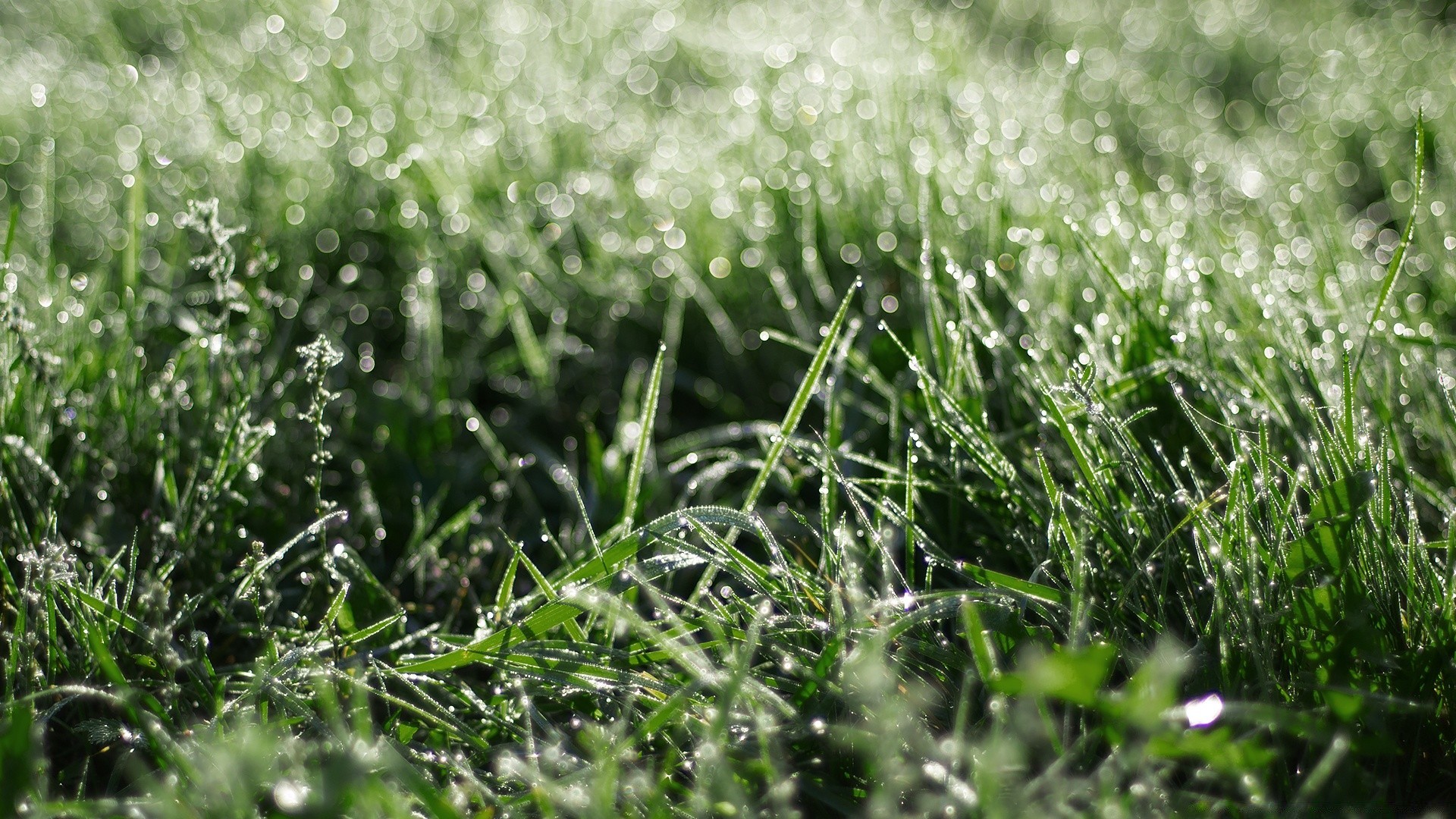 bokeh erba natura flora campo caduta fieno estate rugiada foglia alba giardino stagione prato crescita freschezza ambiente pioggia all aperto bel tempo fiore