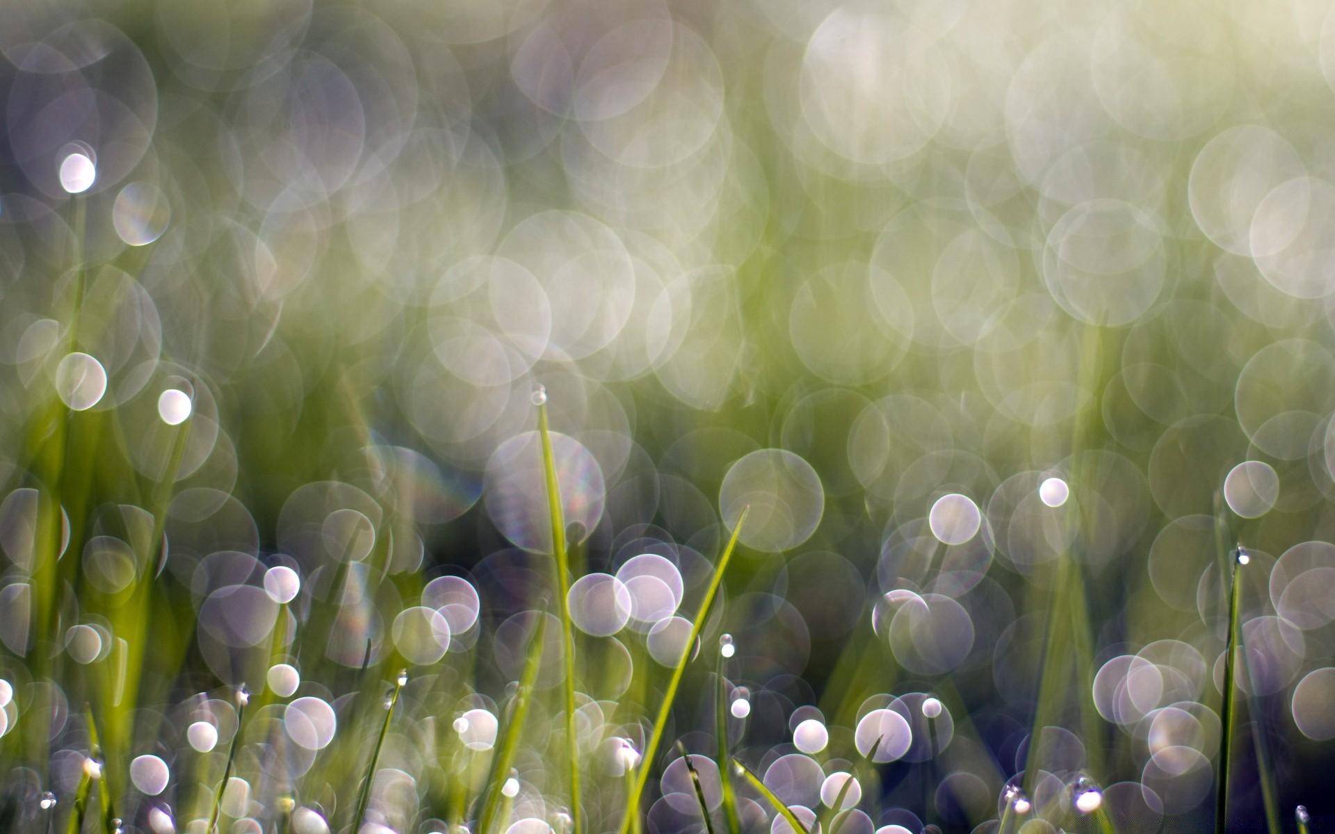 bokeh cor brilhante desktop flora borrão jardim grama abstrato natureza luminescência brilha textura brilhante luz decoração feno verão foco temporada magia