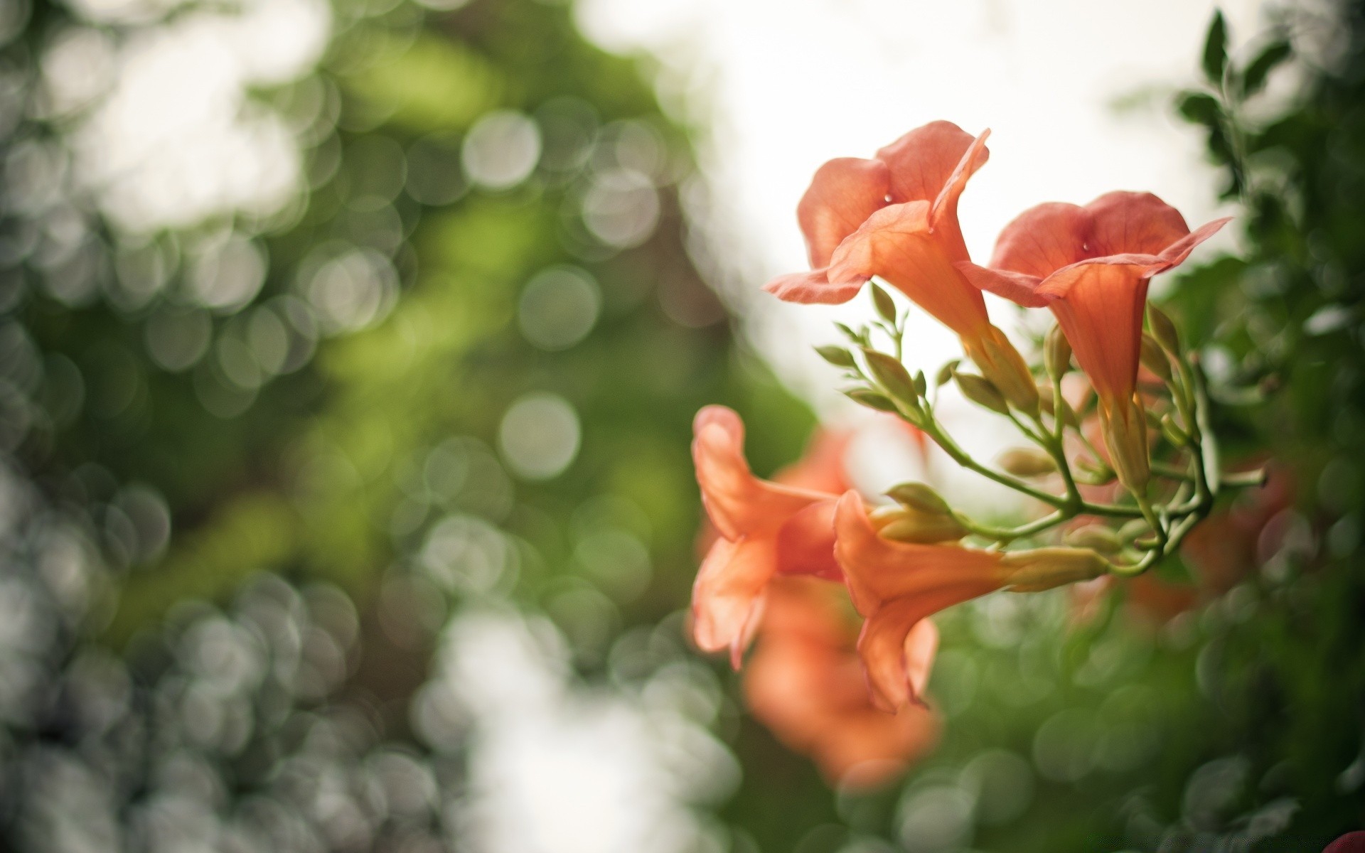 bokeh doğa yaprak çiçek yaz flora bahçe renk çiçek parlak