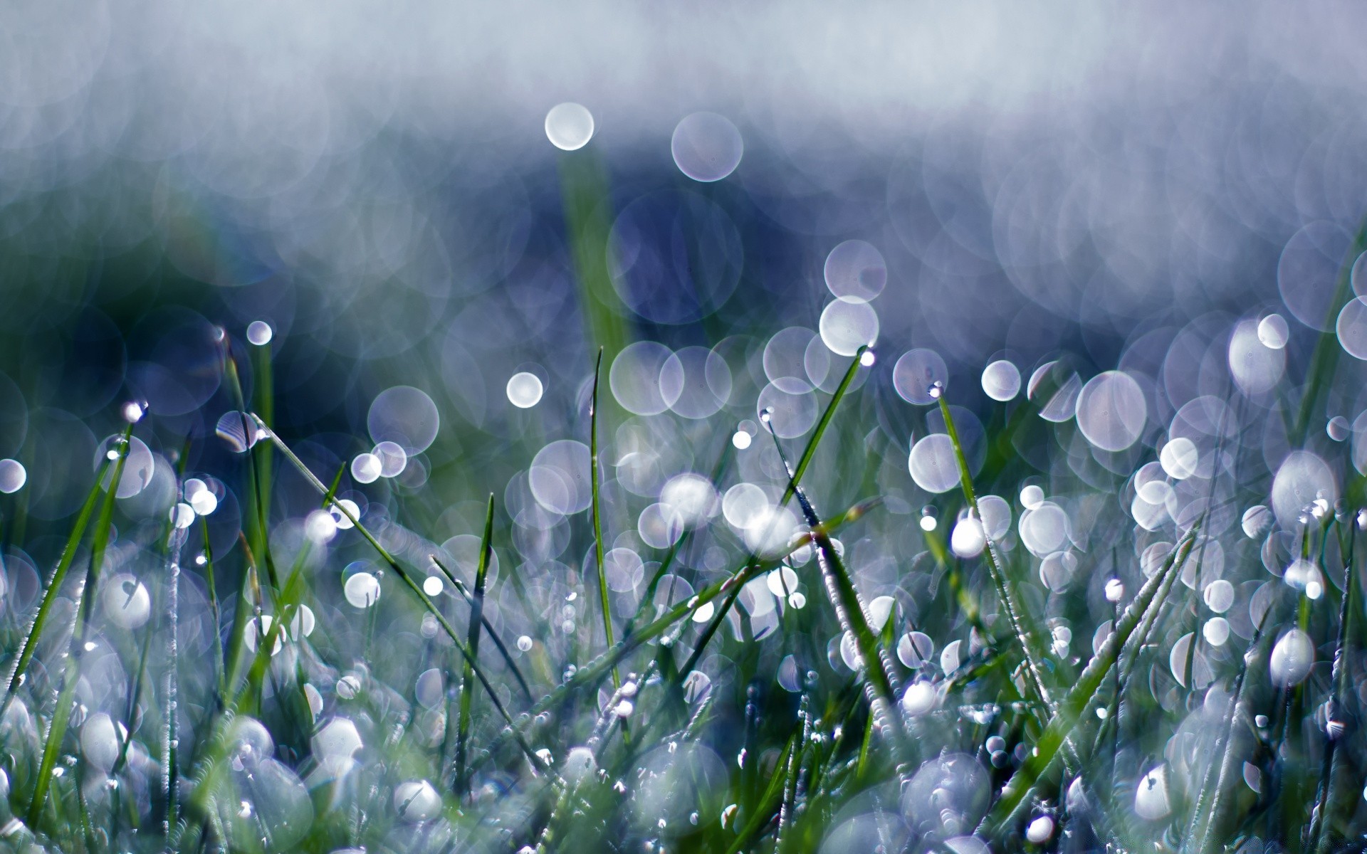 bokeh tropfen tau gras regen natur flora heuhaufen garten nass blume farbe rasen frische blatt feld sommer hell dämmerung jahreszeit gutes wetter