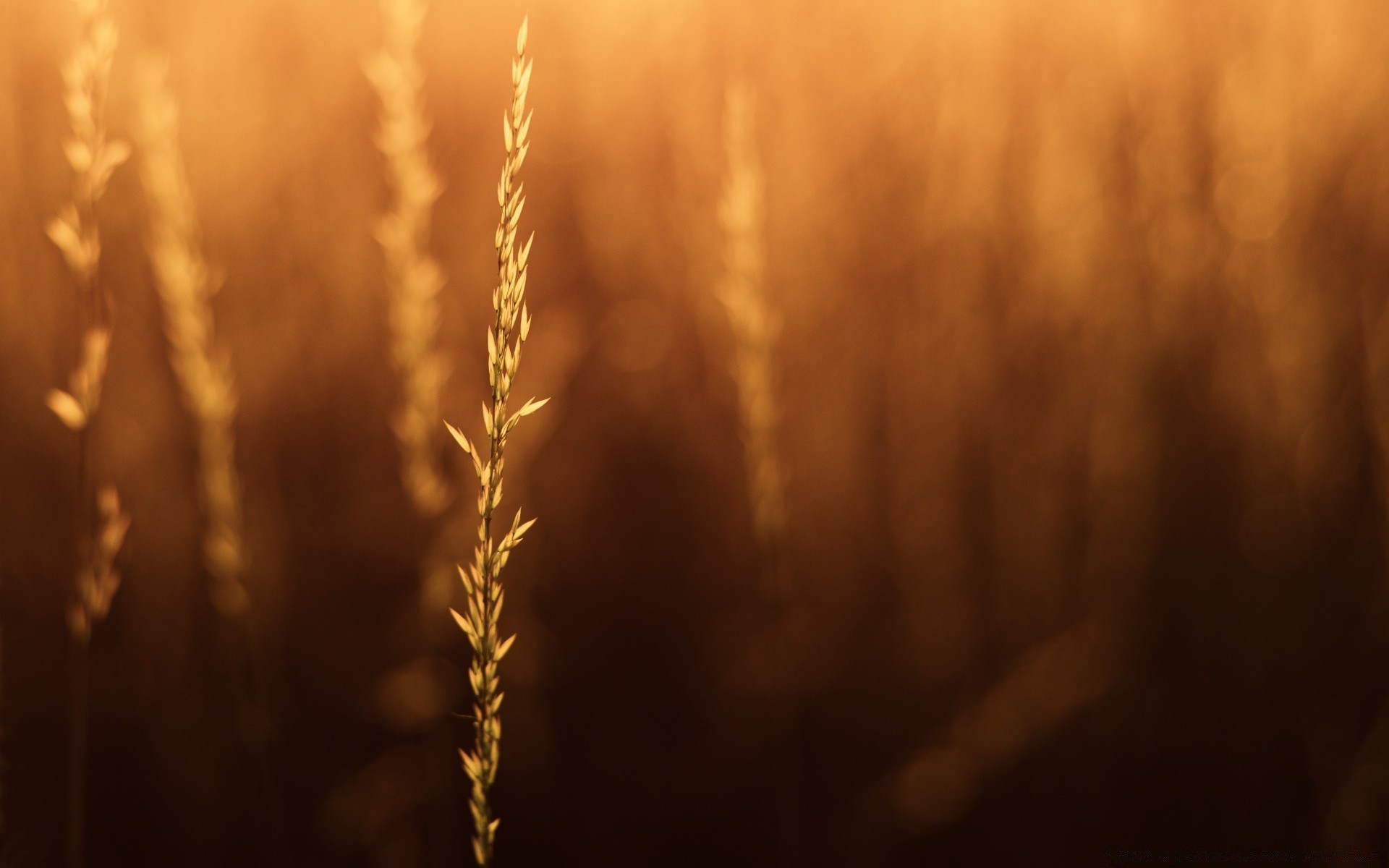 bokeh puesta de sol amanecer sol desenfoque otoño luz naturaleza retroiluminada buen tiempo dof trigo oro paisaje invierno