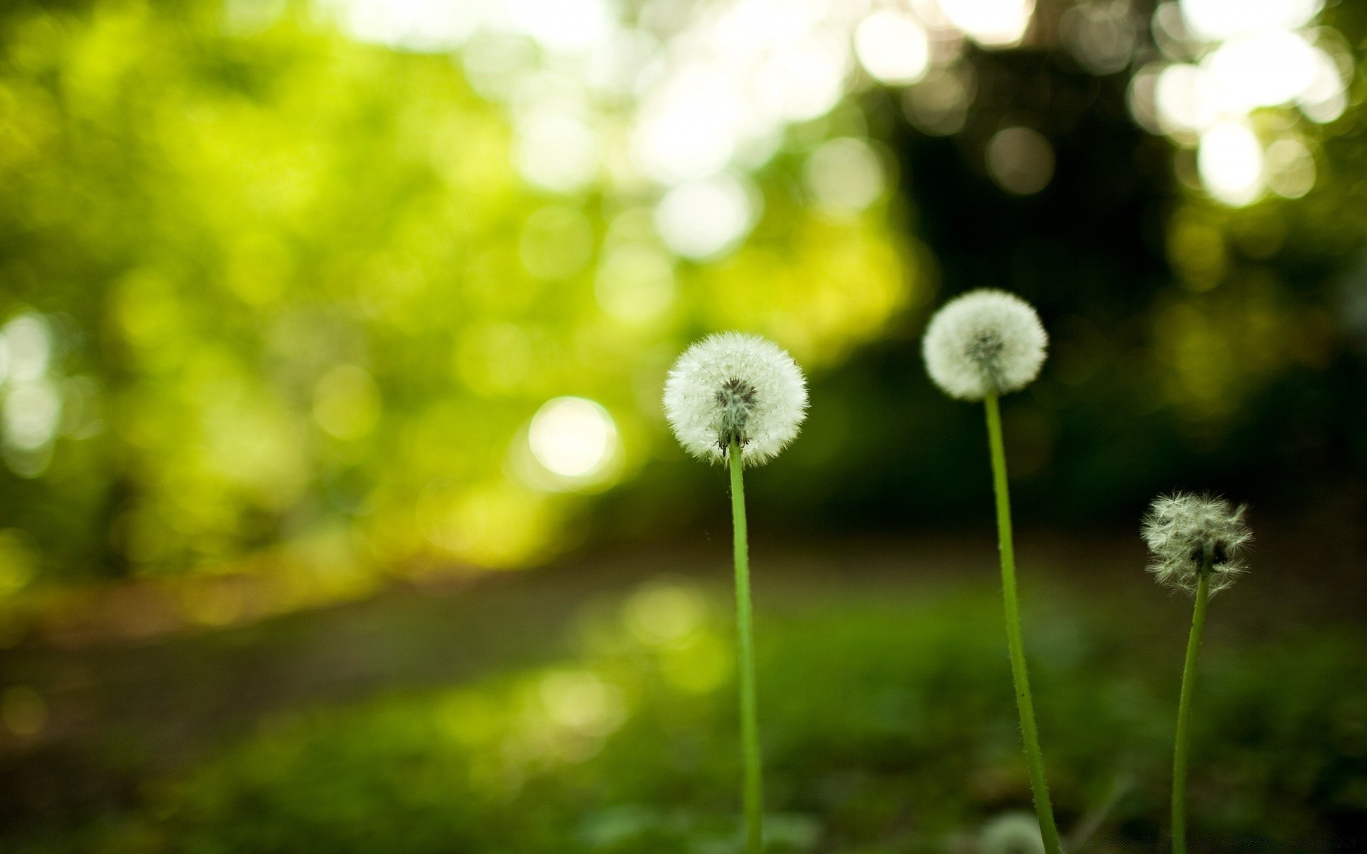 bokeh natureza verão flora flor crescimento grama jardim brilhante feno dente de leão borrão ao ar livre campo folha bom tempo cor rural sol