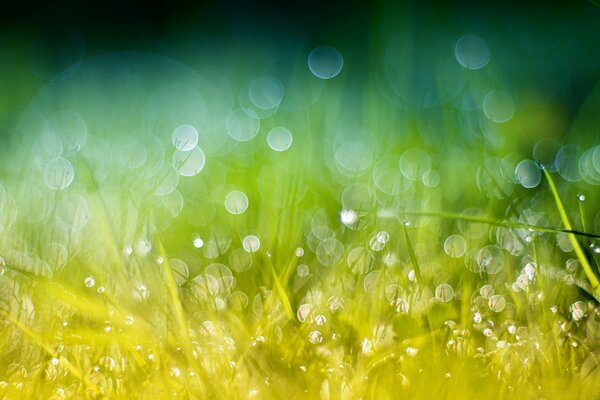 Green glade and dew drops