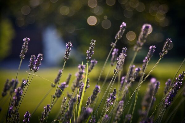 Lilac plants on a green stem