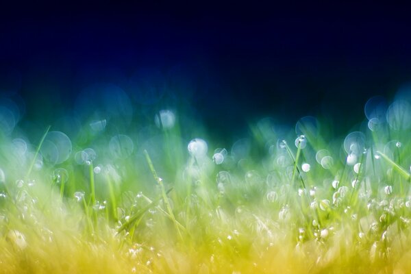 A small grass in raindrops on a black background