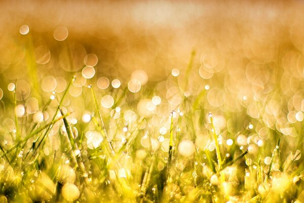 Seasonal flowering in the field