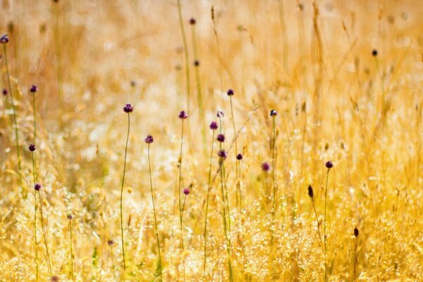 Rural field in the rays of the golden sun