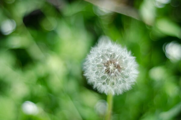 Pissenlit blanc au milieu de la nature