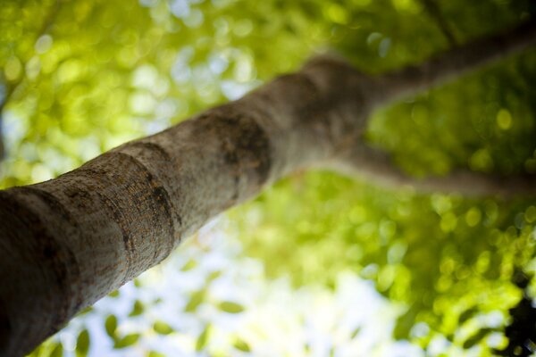 La vida dentro y fuera del árbol